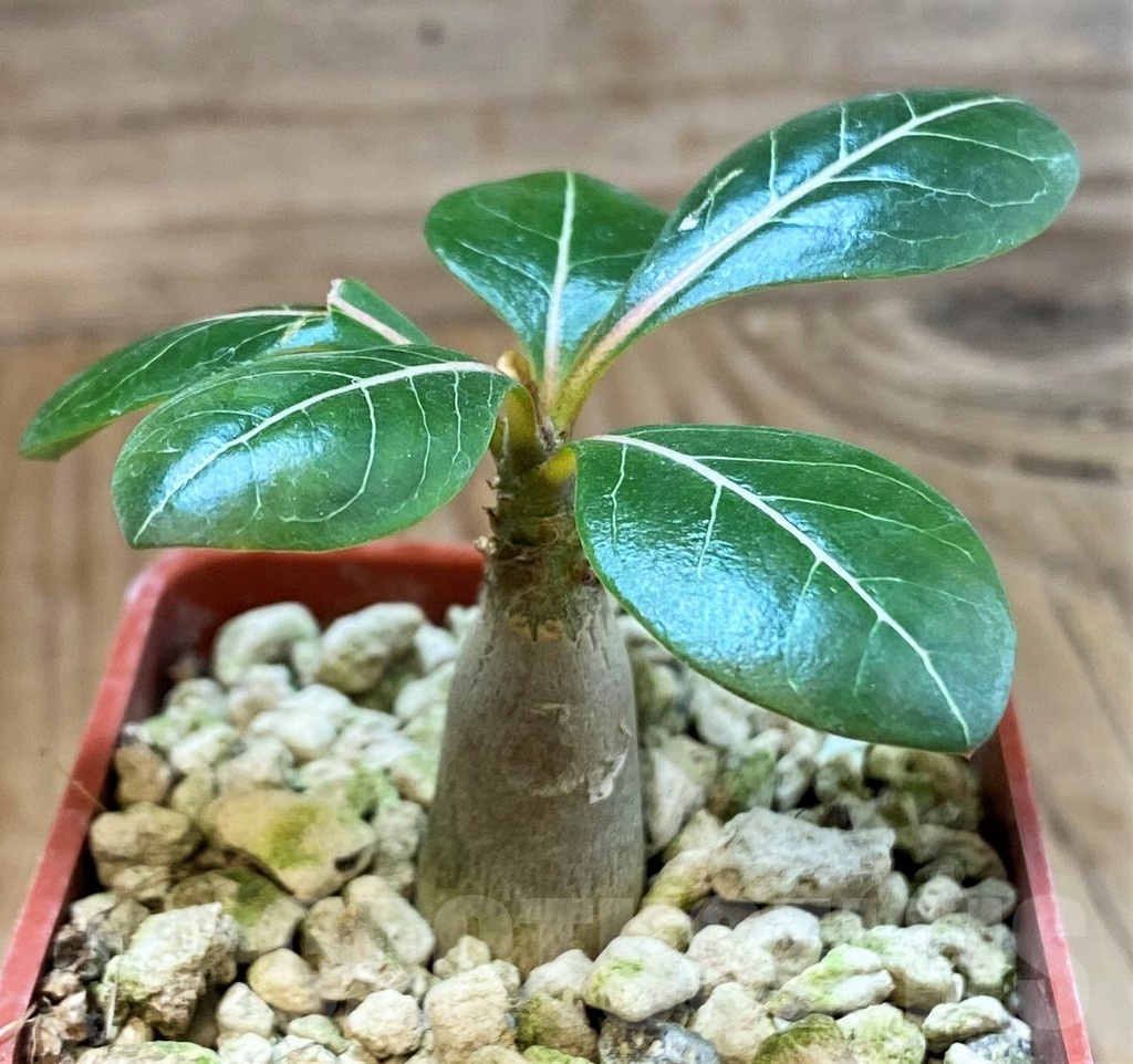 SH22028 Adenium socotranum