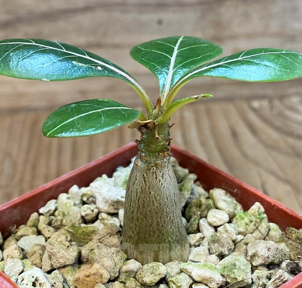 SH22028 Adenium socotranum - Image 2