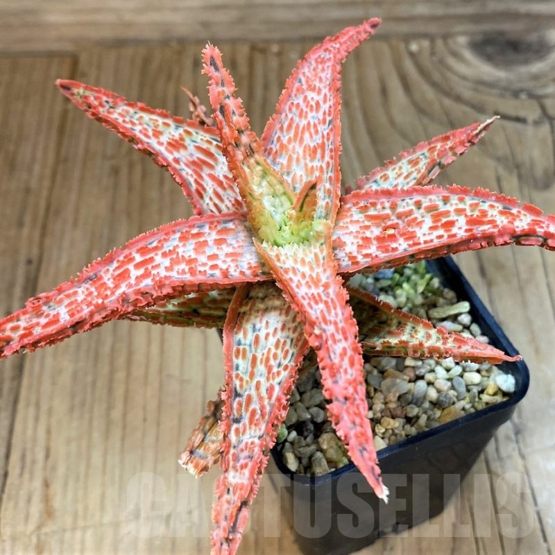 SH22100 Aloe TCT hybrid