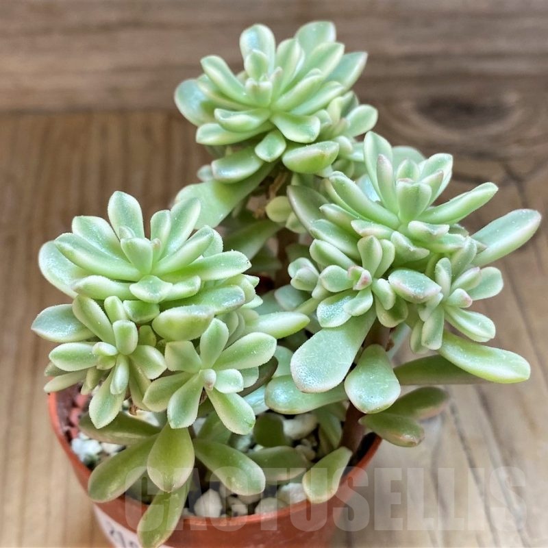 SH21970 Sedum ‘Joyce Tulloch’ f. variegata