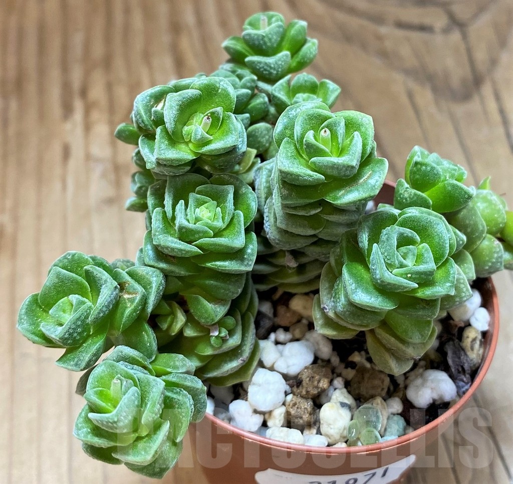SH21971 Crassula susannae