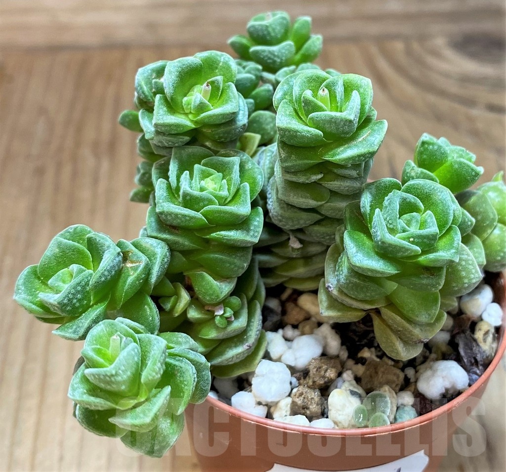 SH21971 Crassula susannae - Image 2