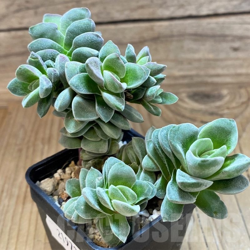 SH21973 Crassula ‘Coralita’