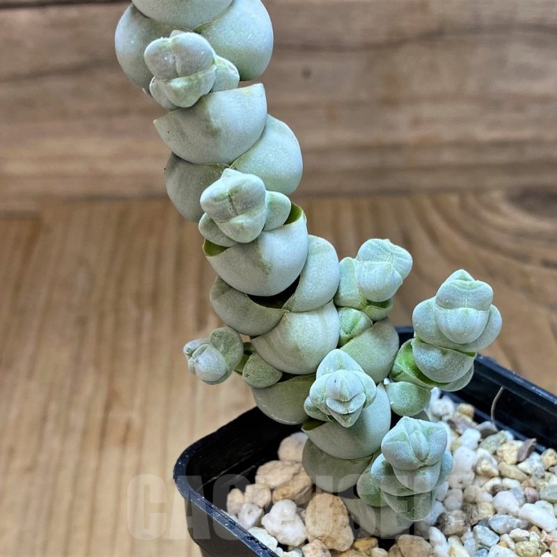 SH21974 Crassula plegmatoides