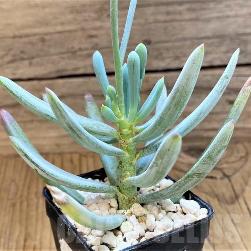 SH21975 Senecio serpens 'Dwarf Blue Chalk Sticks'