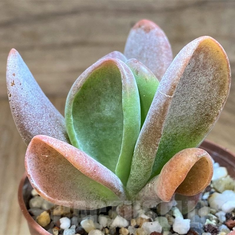 SH21977 Kalanchoe thyrsiflora ‘Monstruosa’