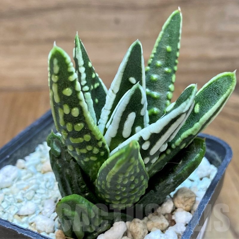 SH21980 Haworthia ‘Tears of Angel’
