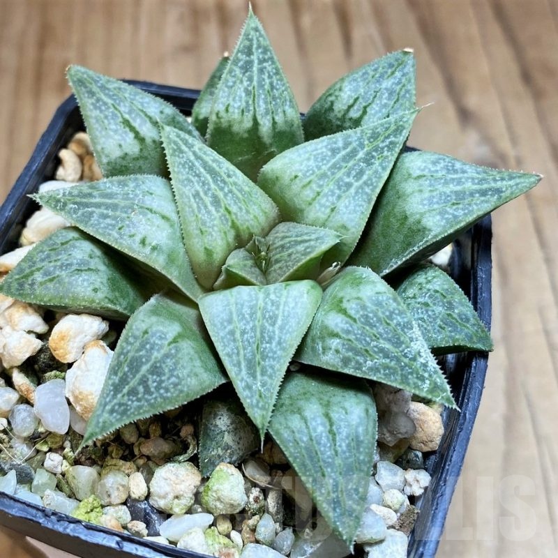 SH21981 Haworthia comptonina x pygmaea