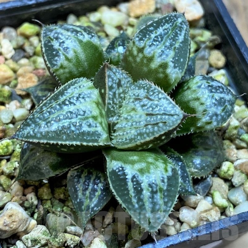 SH21983 Haworthia 'Yuki Keshiki'
