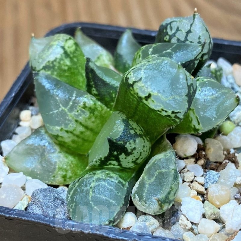 SH21984 Haworthia comptoniana mutant