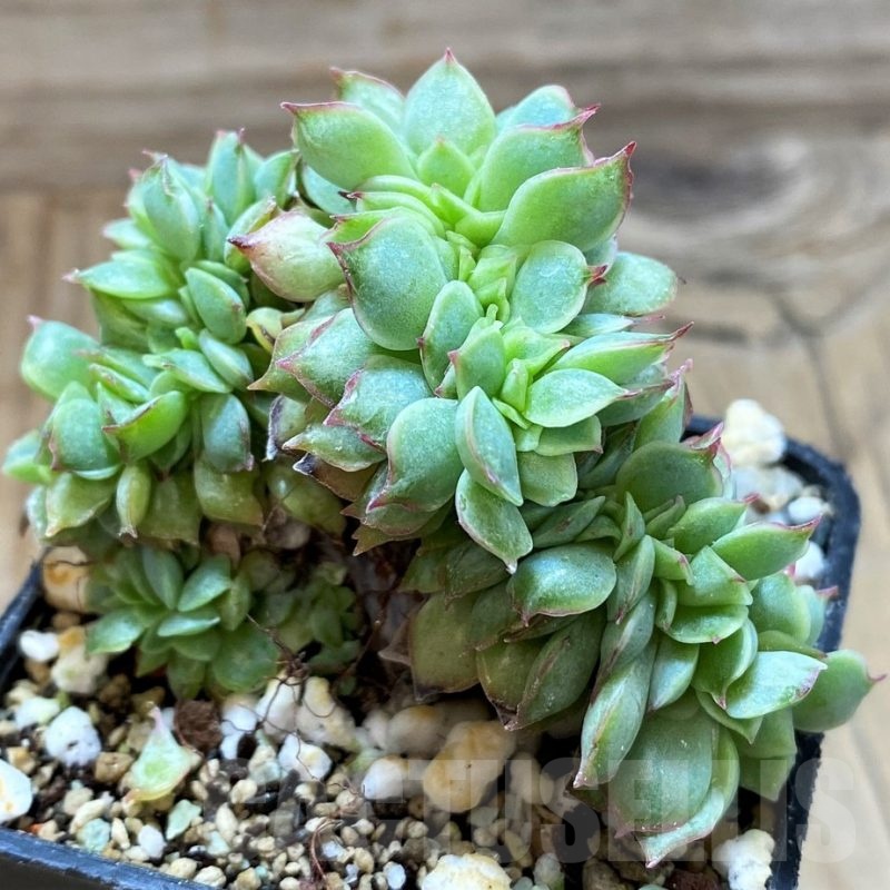SH21963 Echeveria hybrid f. cristata