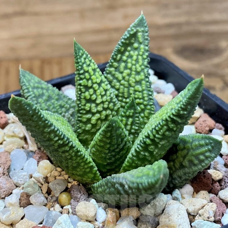 SH21987 Haworthia 'Marble Queen'