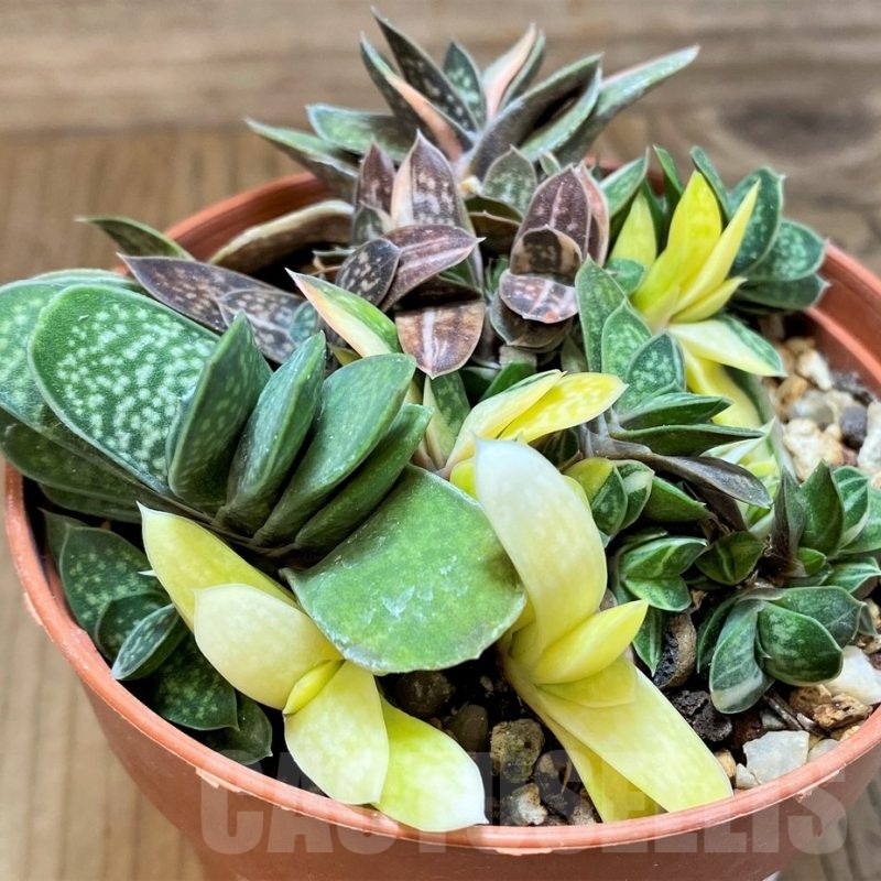 SH21988 Gasteria maculata f. variegata