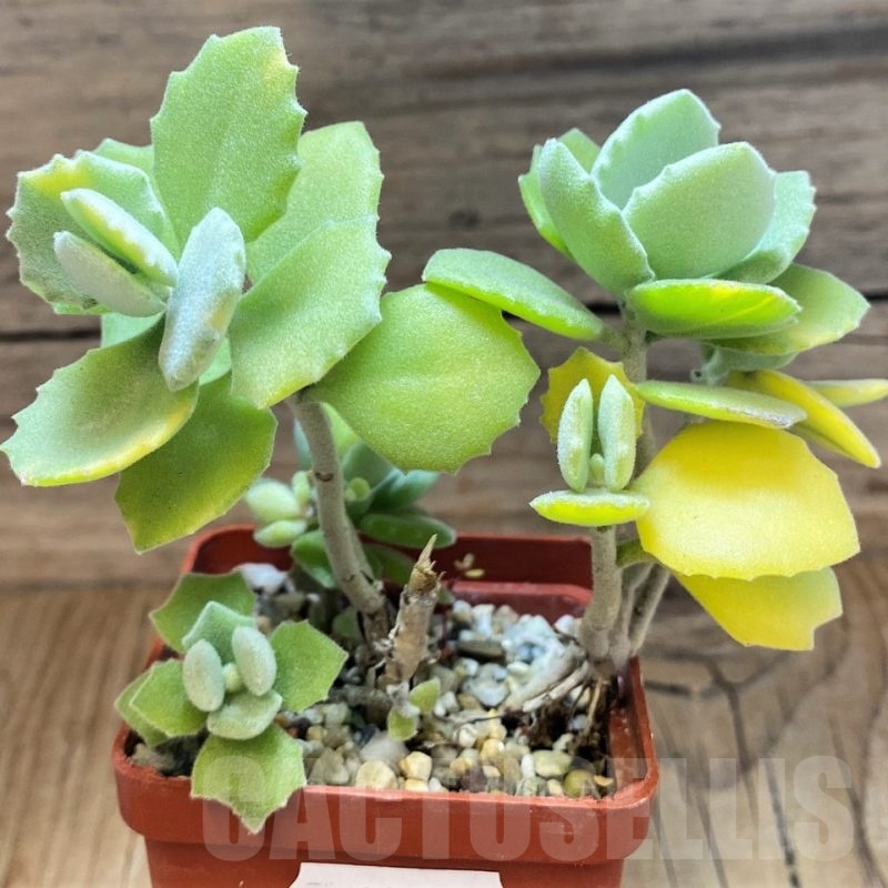 SH21989 Kalanchoe millotii f. variegata