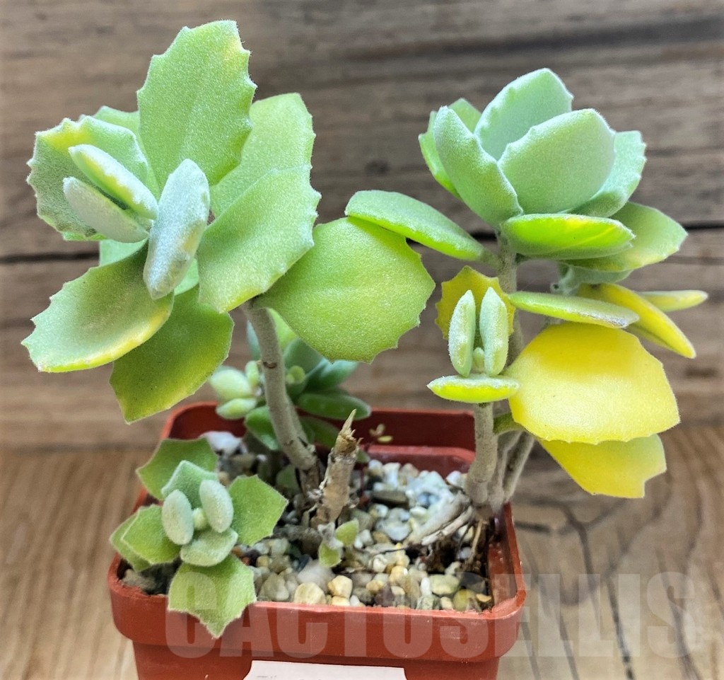 SH21989 Kalanchoe millotii f. variegata