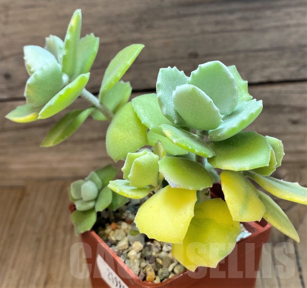 SH21989 Kalanchoe millotii f. variegata - Image 3