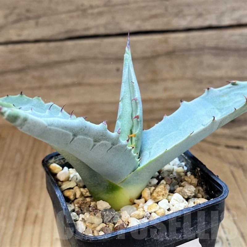 SH21990 Agave asperrima ssp. maderensis