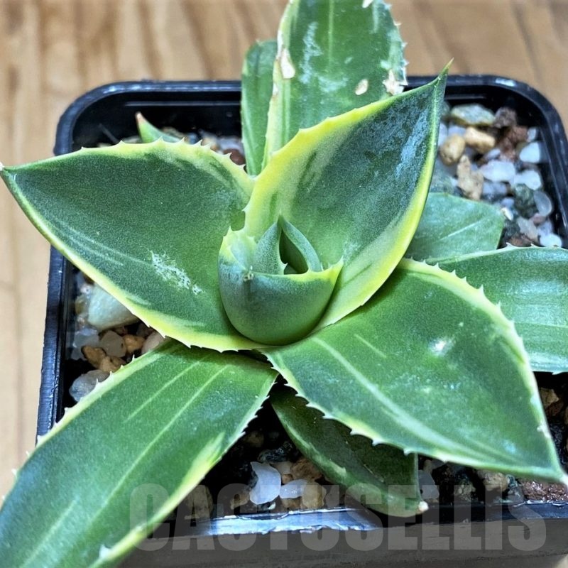 SH21991 Agave ‘Tinkerbell’