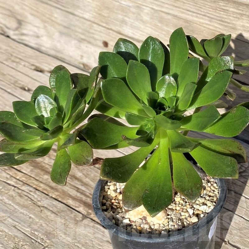 SH22103 Aeonium ‘Bronze Medal’ hybrid