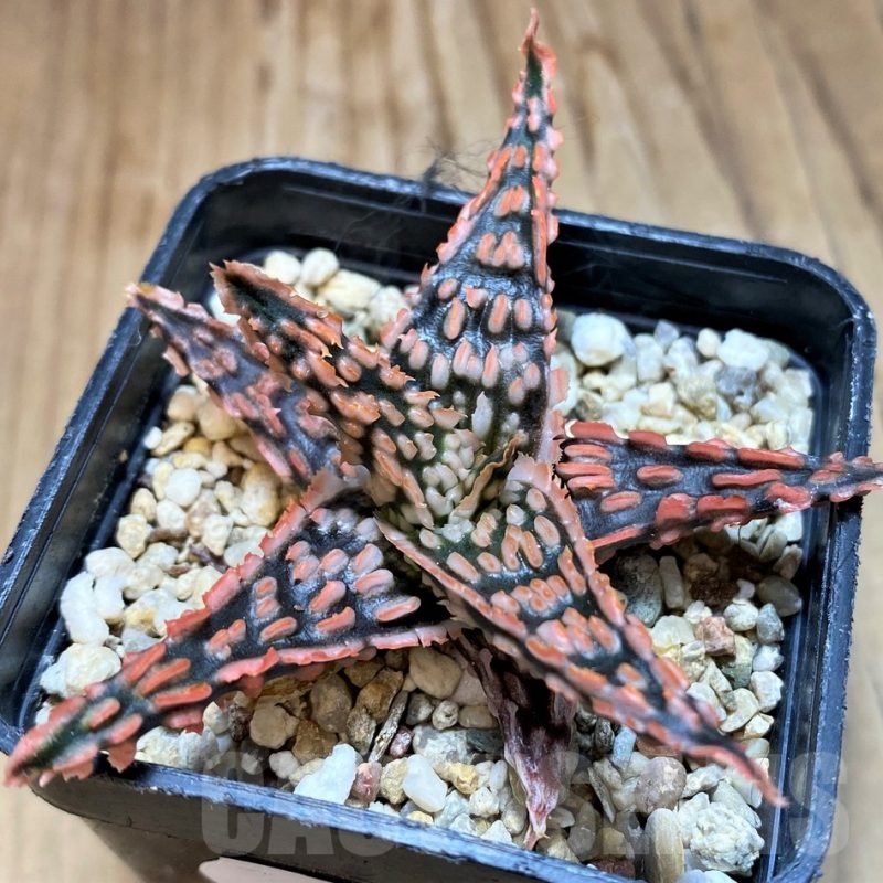 SH22132 Aloe TCT hybrid