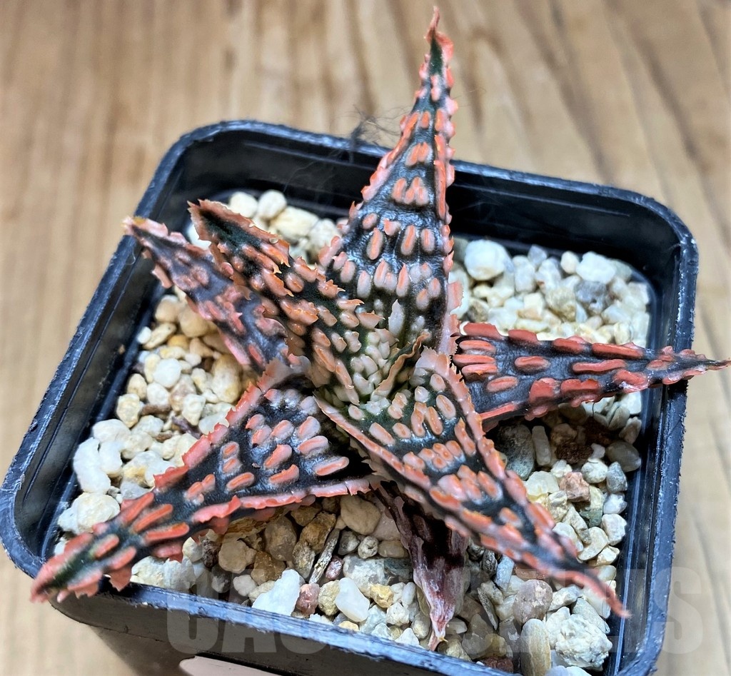 SH22132 Aloe TCT hybrid