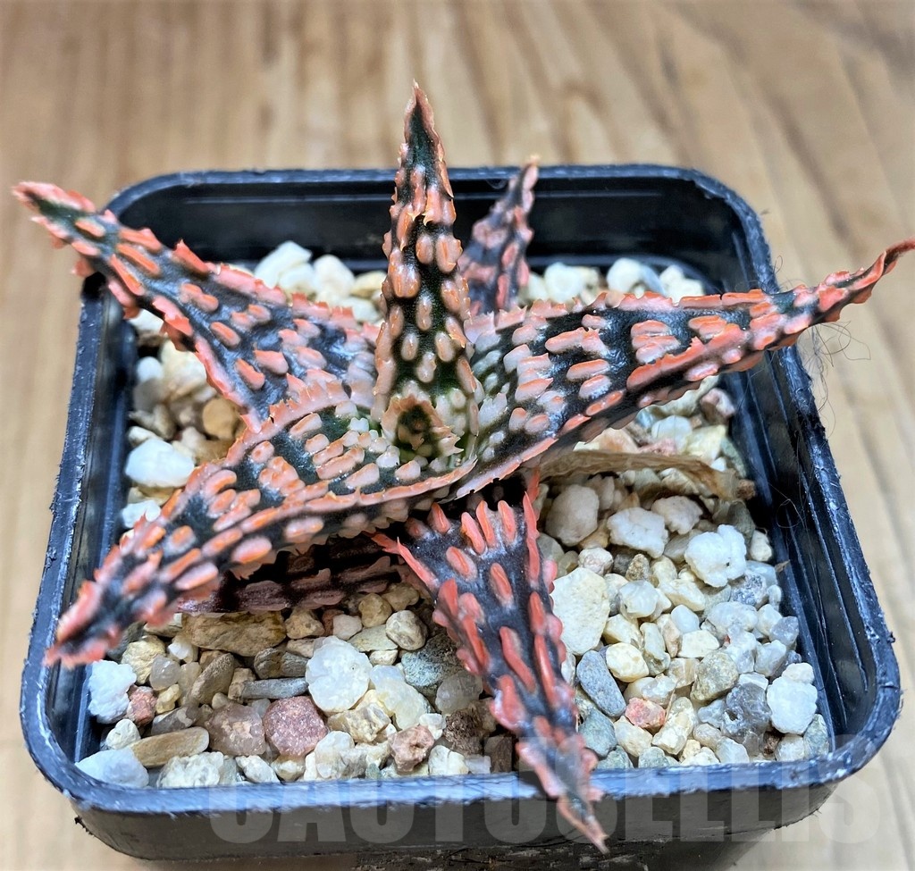 SH22132 Aloe TCT hybrid - Image 2