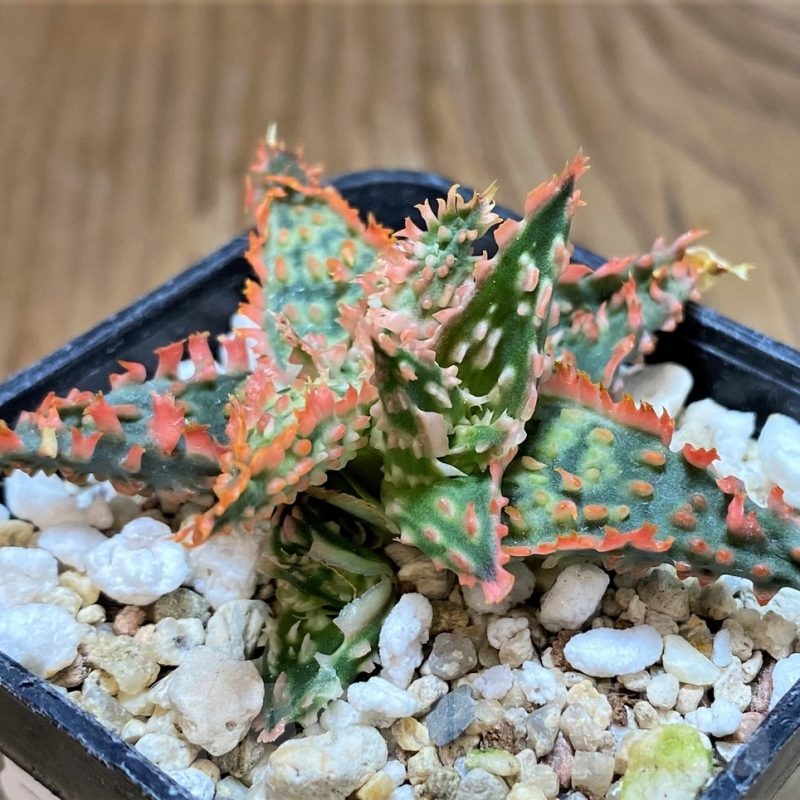 SH22134 Aloe TCT hybrid