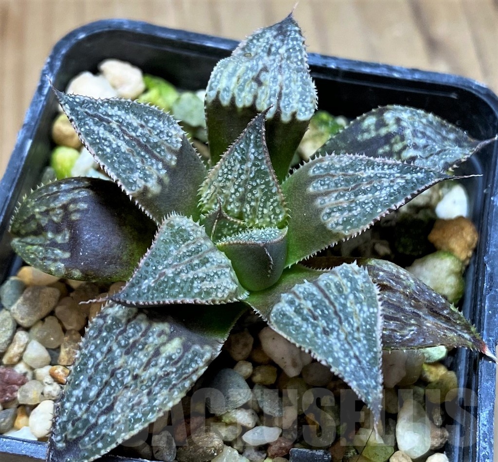 SH22136 Haworthia 'Yuki Keshiki' - immagine 2