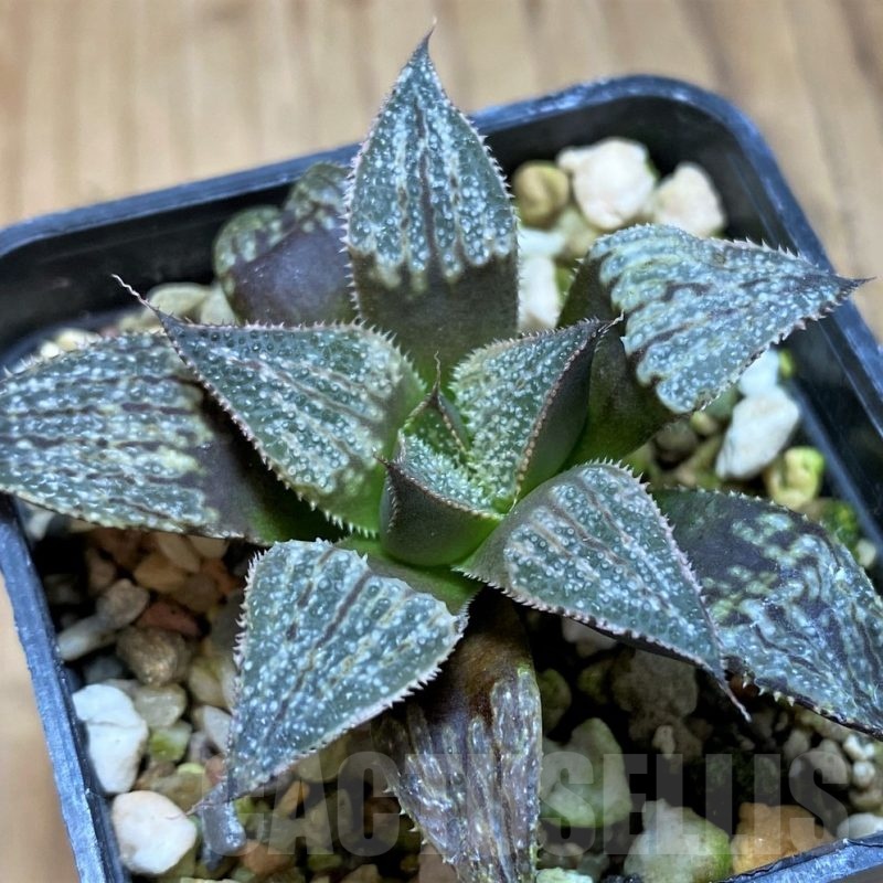 SH22136 Haworthia 'Yuki Keshiki'