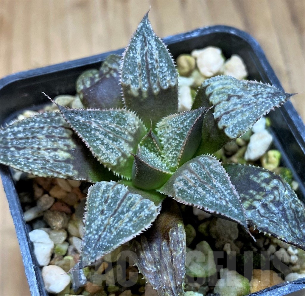 SH22136 Haworthia 'Yuki Keshiki'