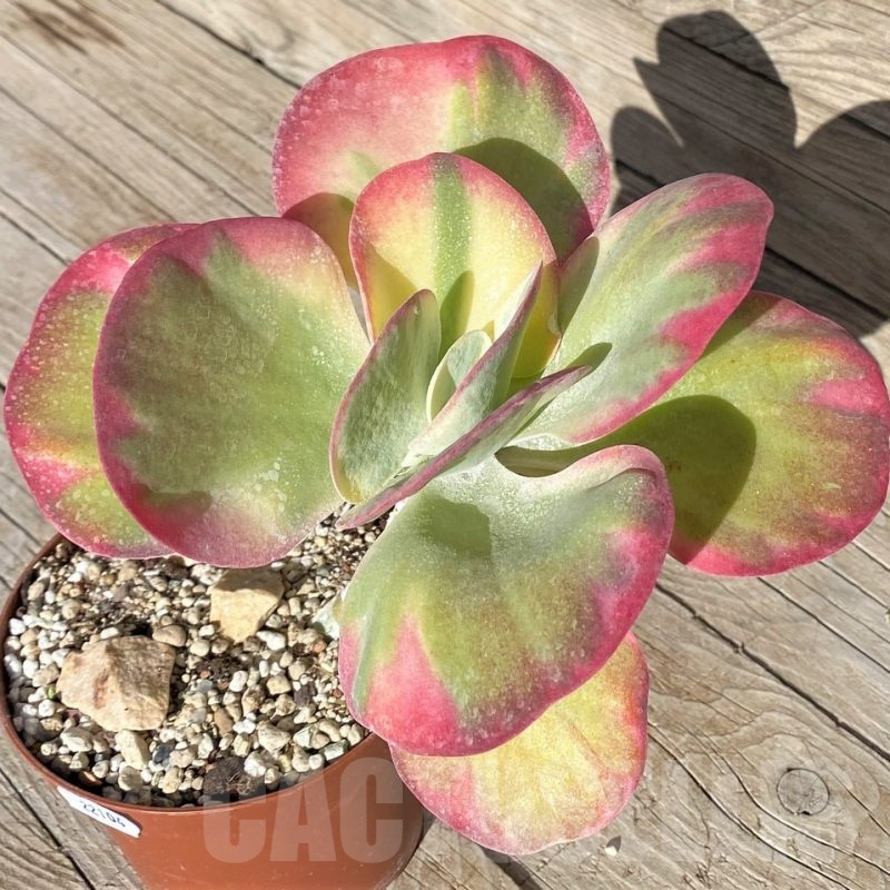 SH22104 Kalanchoe thyrsiflora f. variegata