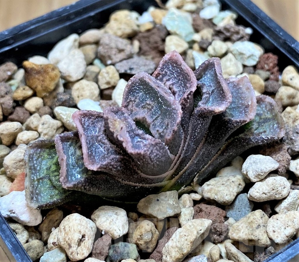SH22137 Haworthia truncata x splendens - Image 3