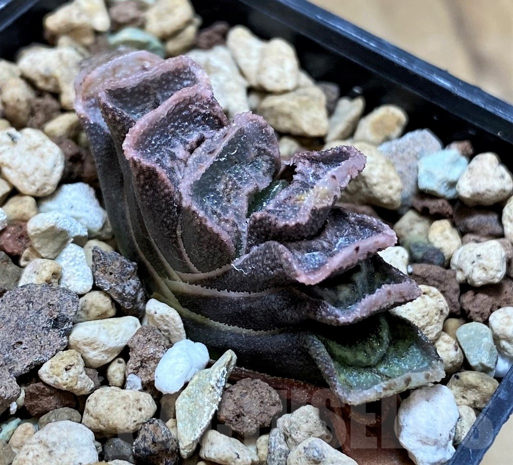 SH22137 Haworthia truncata x splendens - Image 2