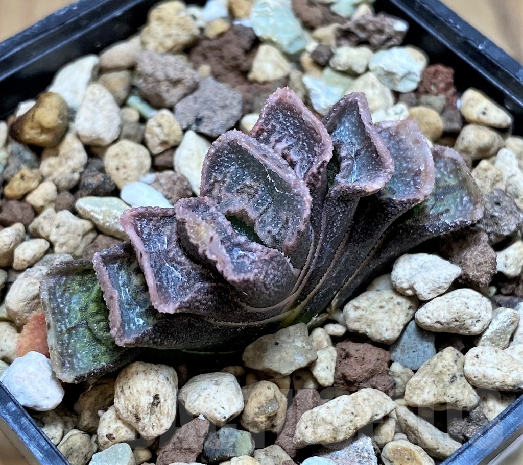 SH22137 Haworthia truncata x splendens
