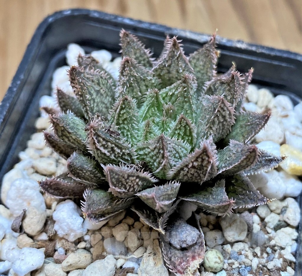 SH22138 Haworthia ‘Bunraku’ HKX-3, ex Cactus Nishi - immagine 2