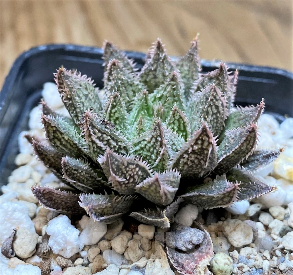 SH22138 Haworthia ‘Bunraku’ HKX-3, ex Cactus Nishi