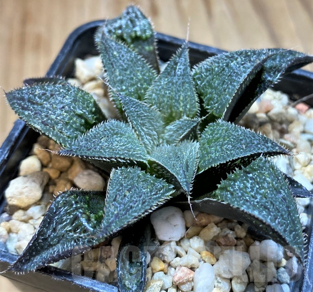 SH22139 Haworthia mirabilis v. pilosa - immagine 2