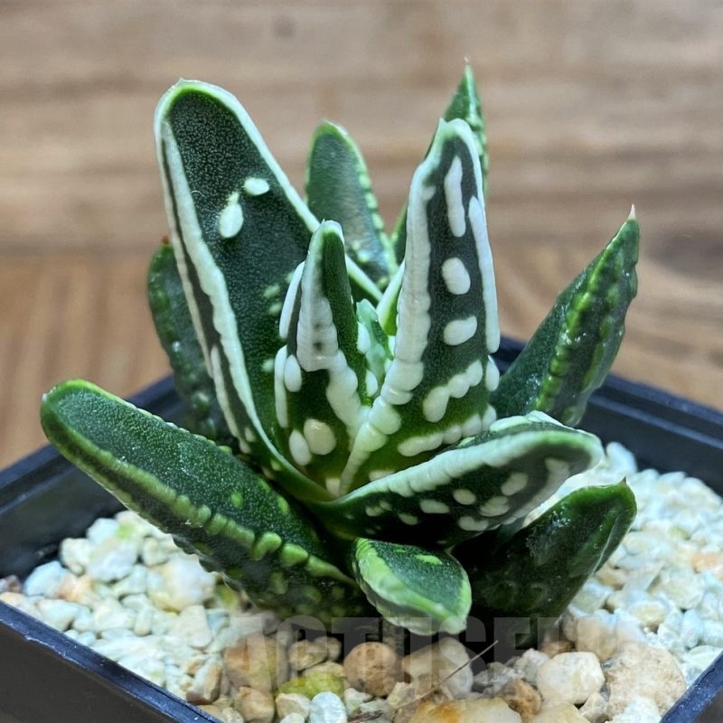 SH22141 Haworthia ‘Tears of Angel’