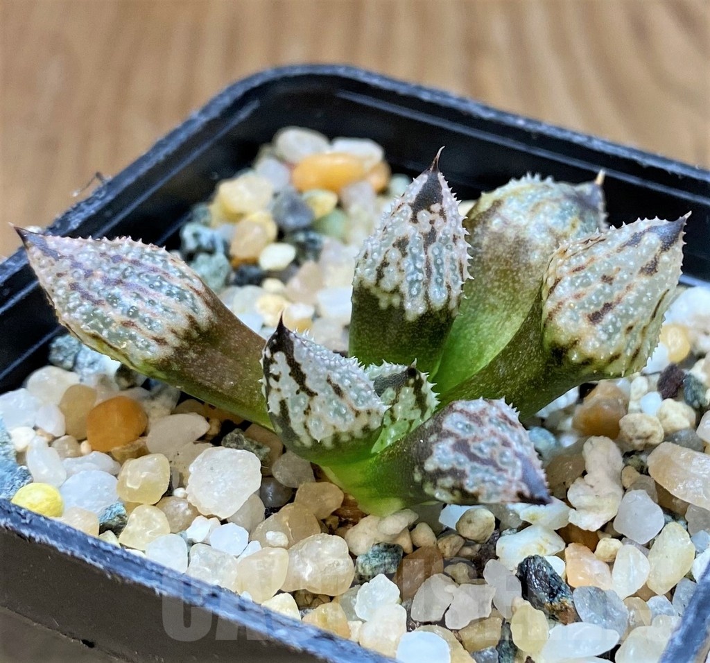 SH22144 Haworthia 'Princess Kazunomiya' mutant - Image 2