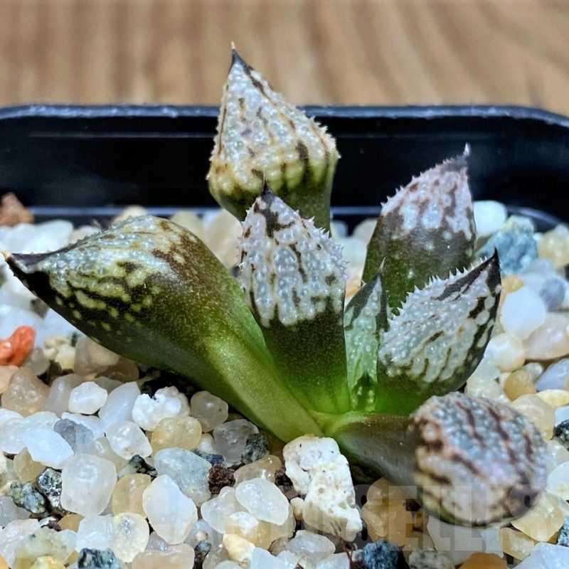 SH22144 Haworthia 'Princess Kazunomiya' mutant