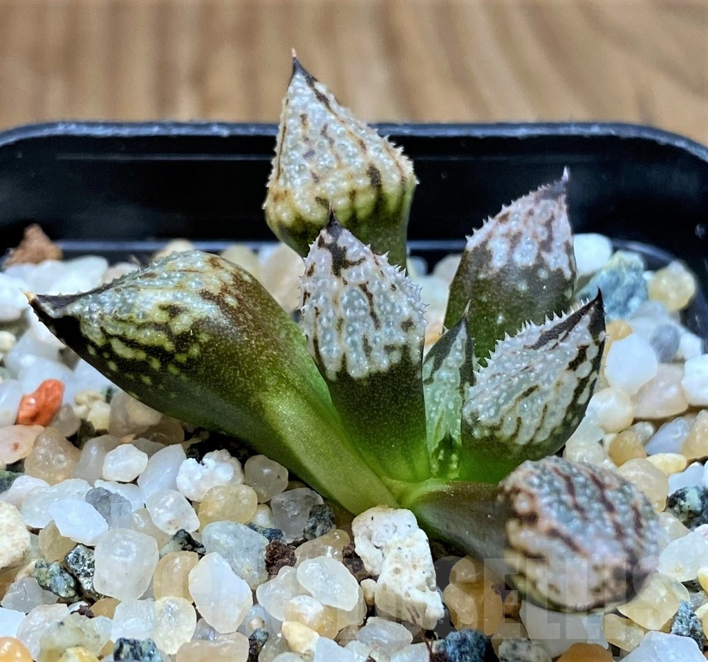 SH22144 Haworthia 'Princess Kazunomiya' mutant