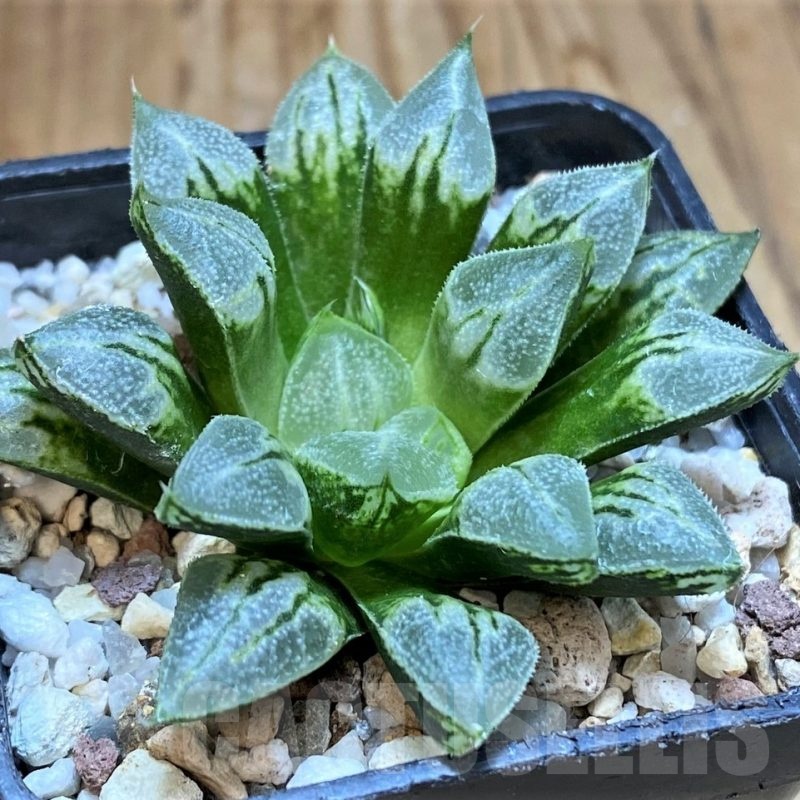 SH22145 Haworthia 'Love Heart'