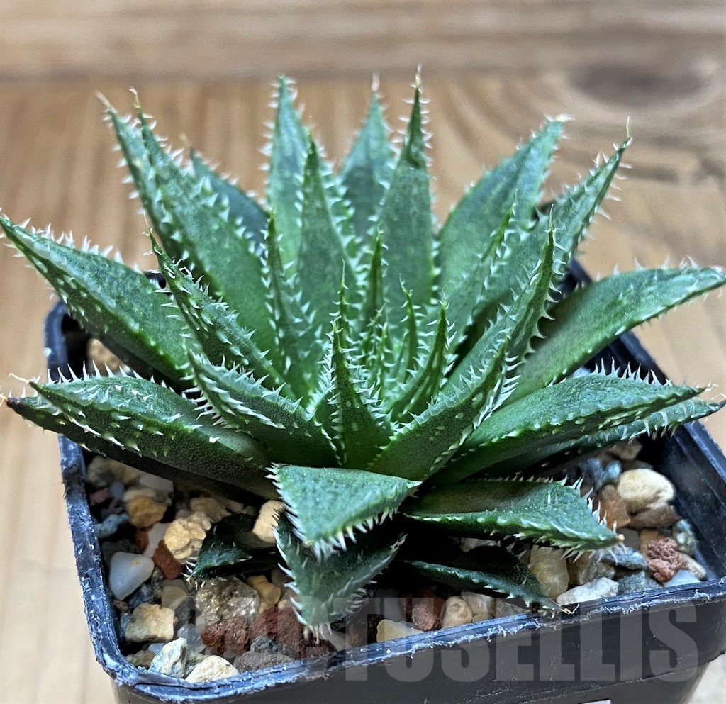 SH22146 Haworthia decipiens v. xiphiophylla - immagine 2