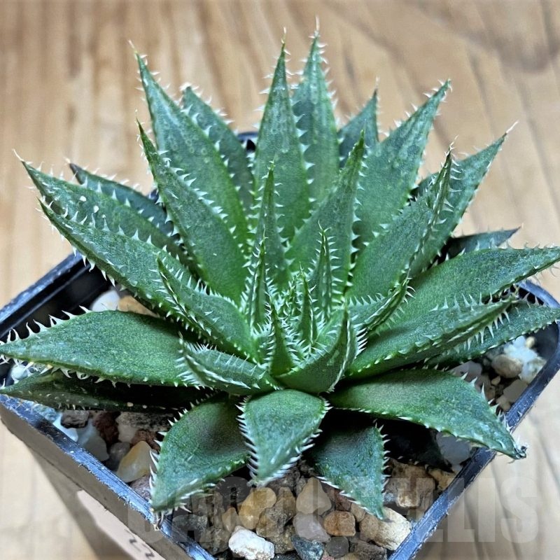 SH22146 Haworthia decipiens v. xiphiophylla
