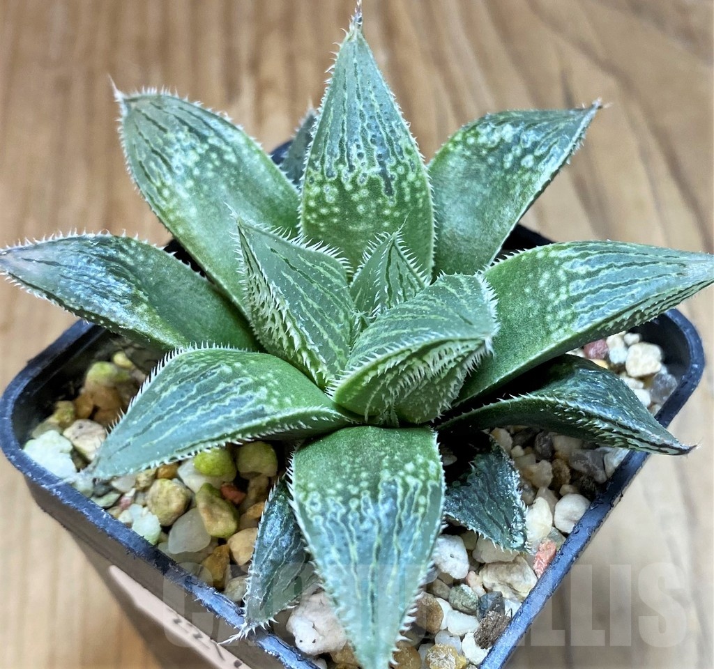 SH22147 Haworthia venusta hybrid – Bild 2