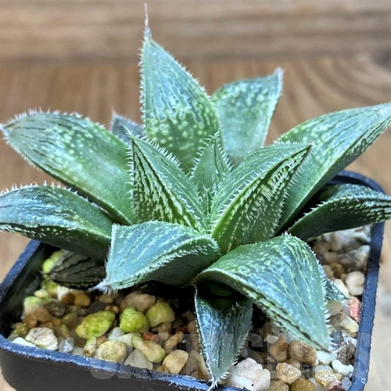 SH22147 Haworthia venusta hybrid