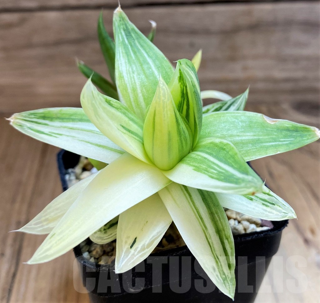 SH22148 Haworthia cymbiformis f. variegata - 画像 (3)