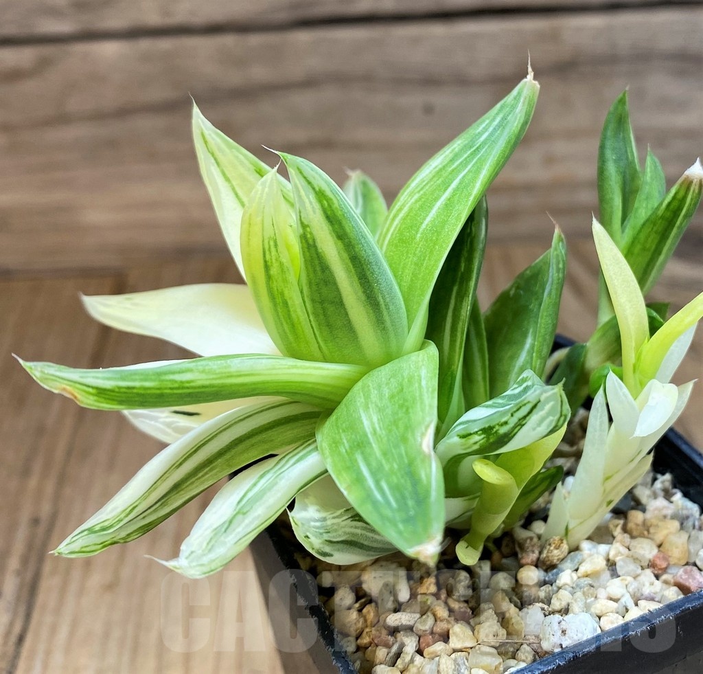 SH22148 Haworthia cymbiformis f. variegata - 画像 (2)