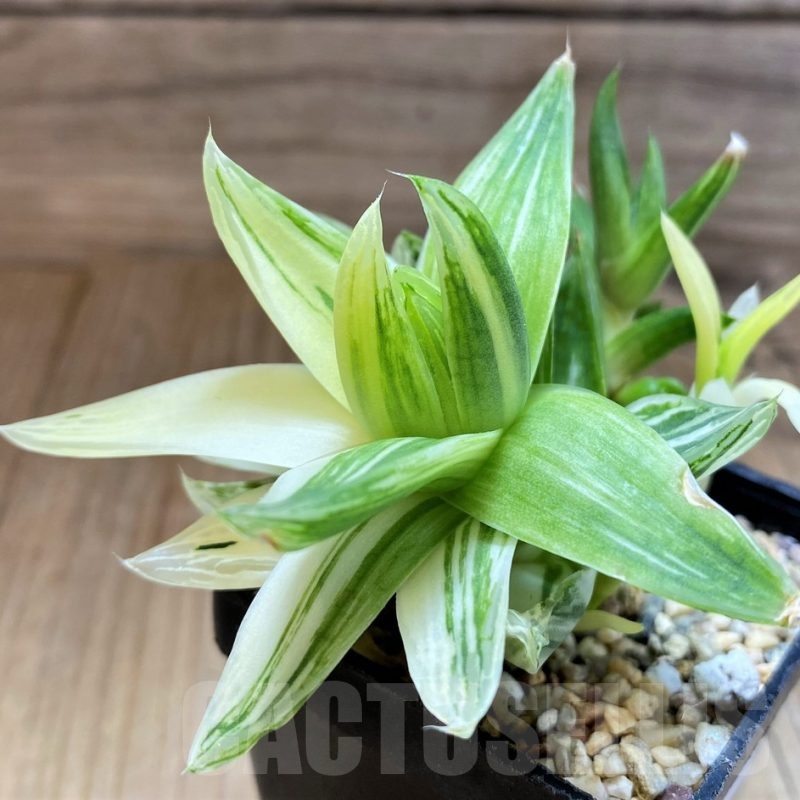 SH22148 Haworthia cymbiformis f. variegata
