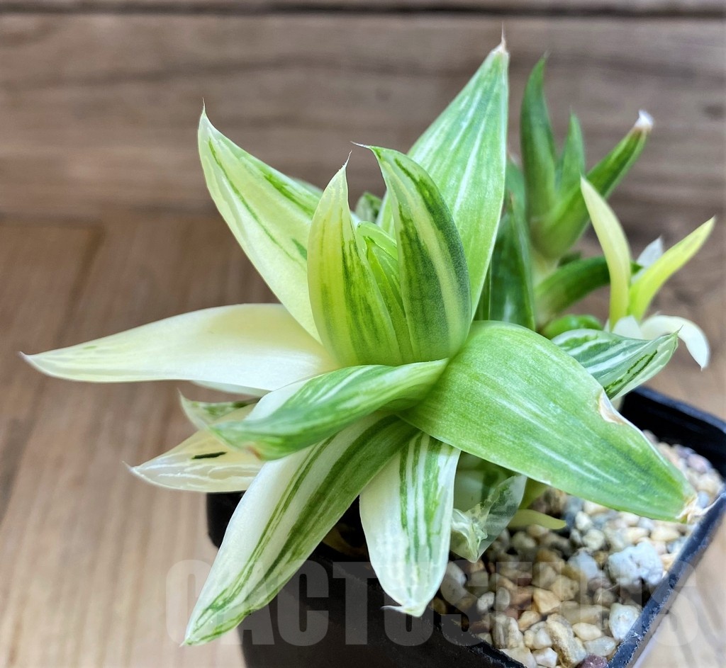 SH22148 Haworthia cymbiformis f. variegata